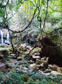 Moss growing on rock in forest