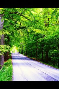 Road passing through forest