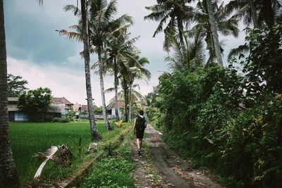 Rear view of man walking on footpath by trees