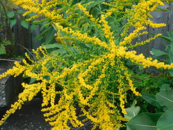 Close-up of yellow flowering plants