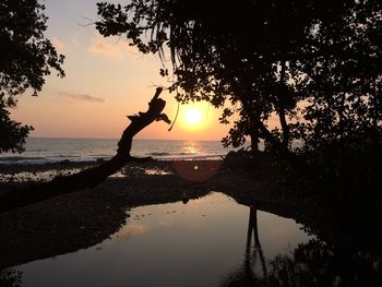 Silhouette hand by tree against sea during sunset