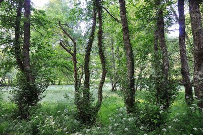 Trees in forest