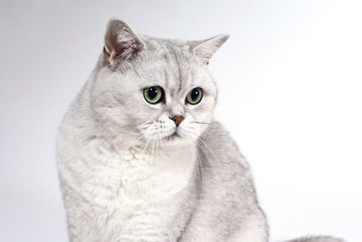 Close-up portrait of a cat looking away