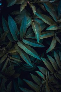 Full frame shot of leaves