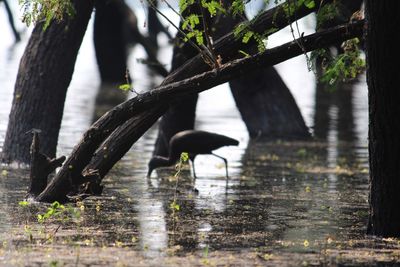 Bird in water