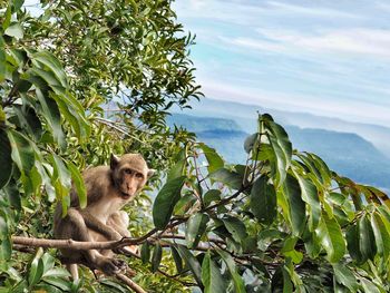 Monkey sitting on tree against sky