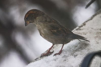 Close-up of bird perching on snow