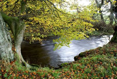 Reflection of trees in water