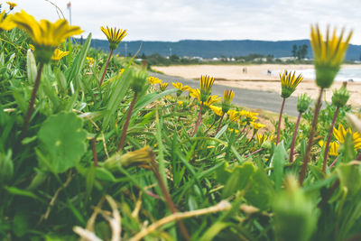 Close-up of yellow flowering plants on land