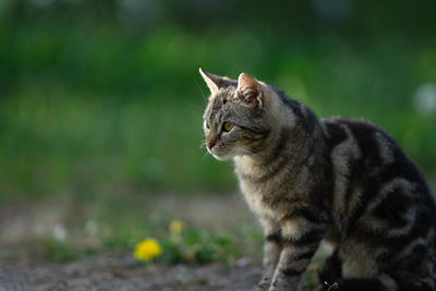 Close-up of a cat looking away