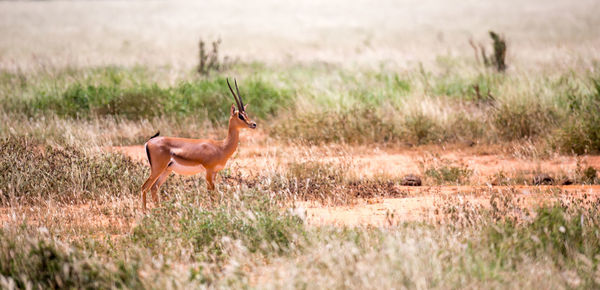 Side view of deer on field