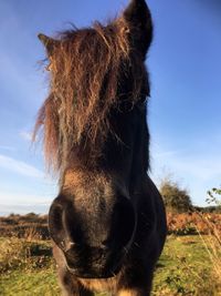 Close-up of horse standing on field against sky