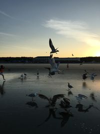 Seagulls flying at beach against sky during sunset