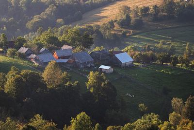 High angle view of trees on field