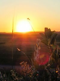 Close-up of plants against sky during sunset