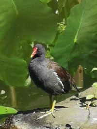 Close-up of bird perching on a lake