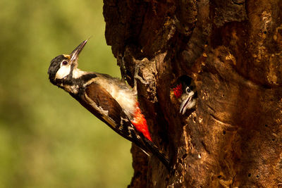 Close-up of woodpeckers