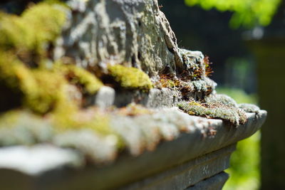 Close-up of moss growing on rock