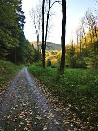 Road amidst trees in forest against sky