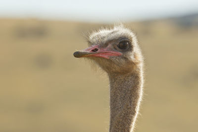 Close-up of ostrick