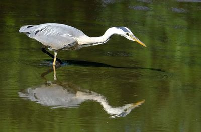 Side view of a bird in water