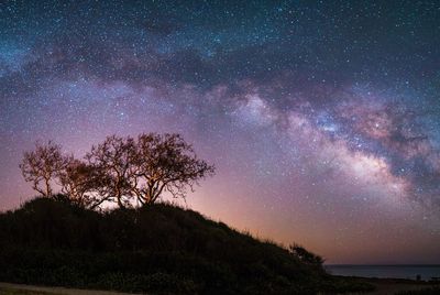 Trees and plants growing against star field at night