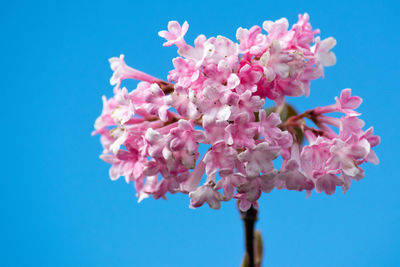 Low angle view of pink flowers against blue sky