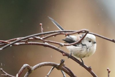 Long-tailed bushtit perching on branch