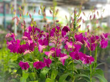 Close-up of pink flowers blooming outdoors