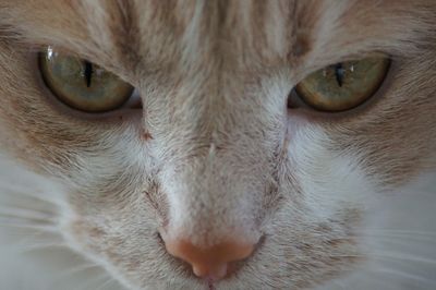 Close-up portrait of cat