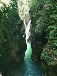 Scenic view of waterfall in forest