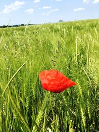 Red poppy flower growing on field