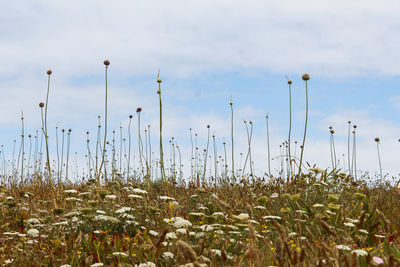 Close-up of flowering garlic plants on field against sky