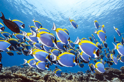 Fish swimming in sea