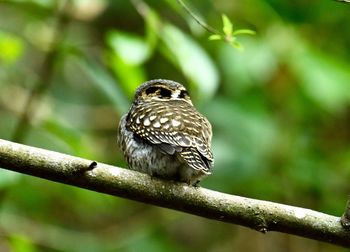 Close-up of bird perching on branch