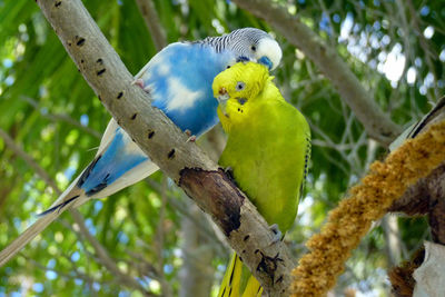 Close-up of parrot perching on branch