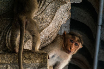 Close-up of a monkey