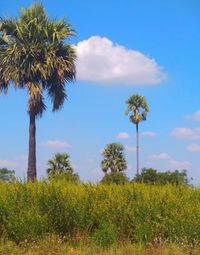 Palm trees on field against sky