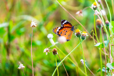 Close-up of butterfly pollinating on flower outdoors