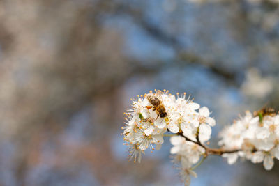 Honey bee at a white fruit tree flower close-up