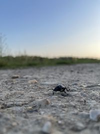 Close-up of insect on beach