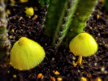 Close-up of succulent plant