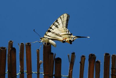 Bird flying over wooden post against sky