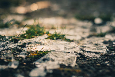 Close-up of dry leaf on land