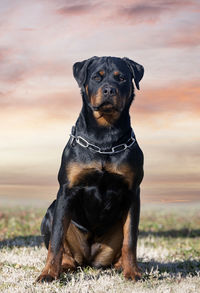 Portrait of dog standing on field