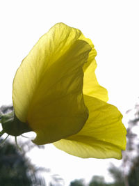 Close-up of yellow flowering plant