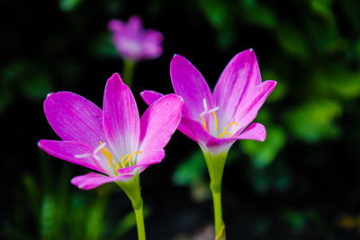 Close-up of pink flowering plant