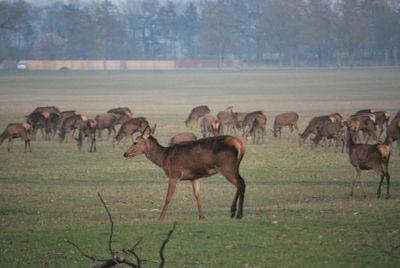 Horses on field