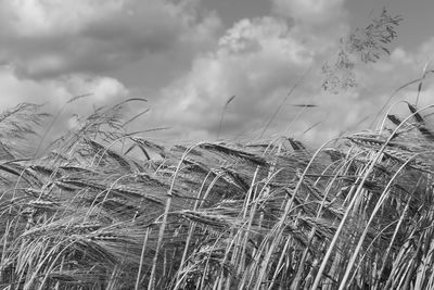 Close-up of stalks in field against cloudy sky