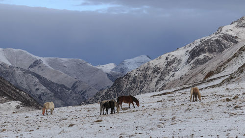 Horses grazing on snow field against sky